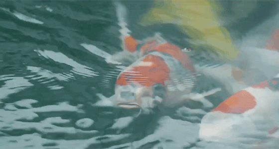 9.gif 9.gif