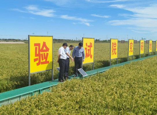王连华陪同吉林农大王景立一行考察盐碱地修复示范基地